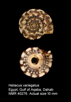Heliacus variegatus.jpg - Heliacus variegatus(Gmelin,1791)